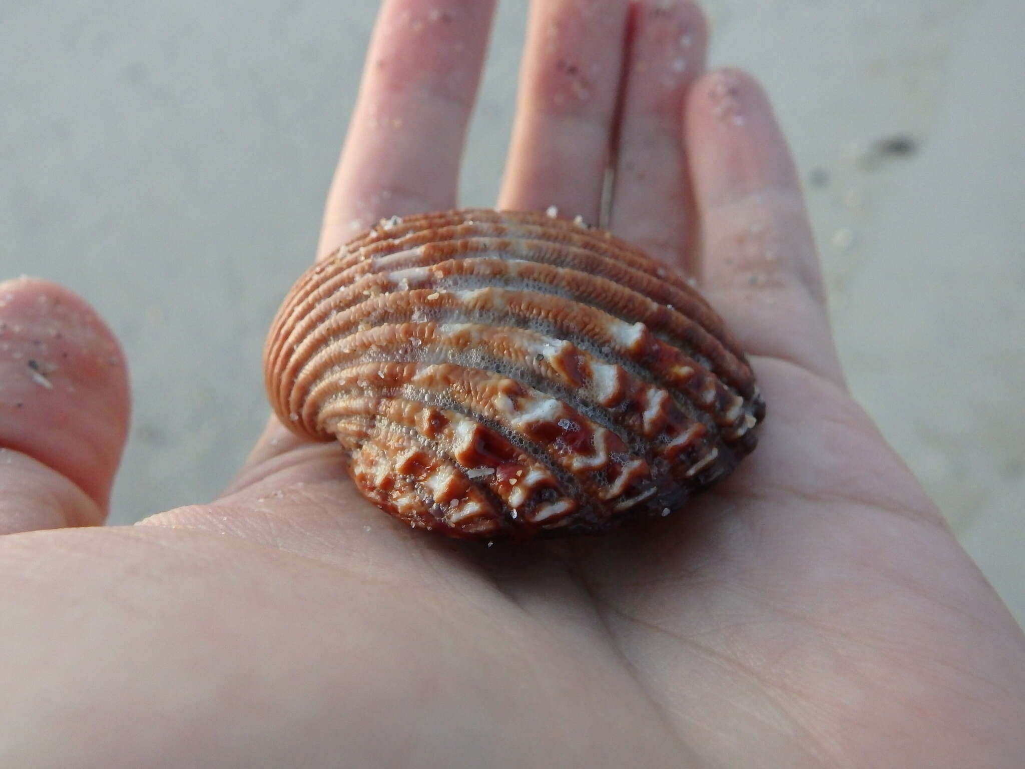 Image of Moroccan cockle