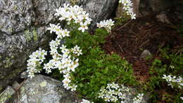 Sivun Saxifraga geranioides L. kuva