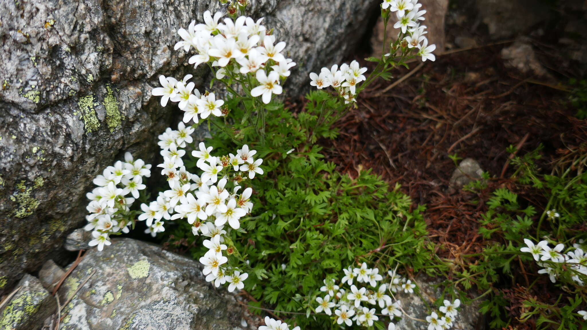 Sivun Saxifraga geranioides L. kuva