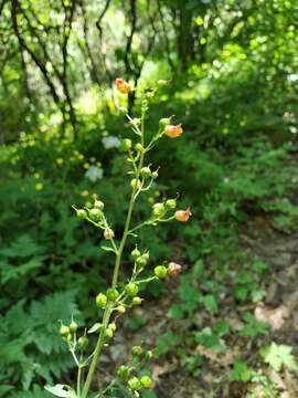 Sivun Scrophularia scopolii Hoppe kuva