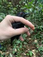 Image of Goeldi's Antbird