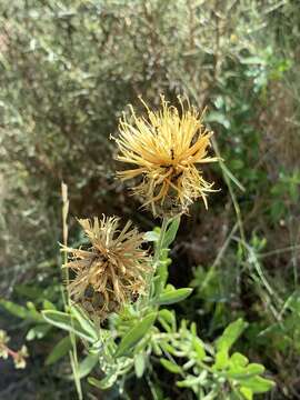 Слика од Centaurea basilei Sennen