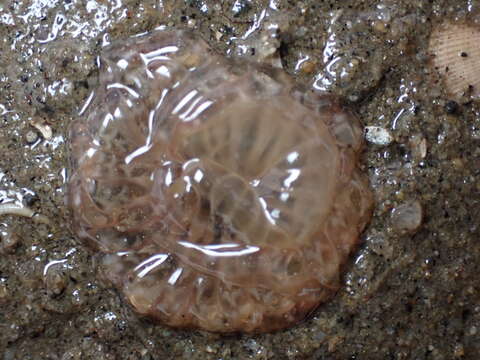 Image of giant burrowing anemone