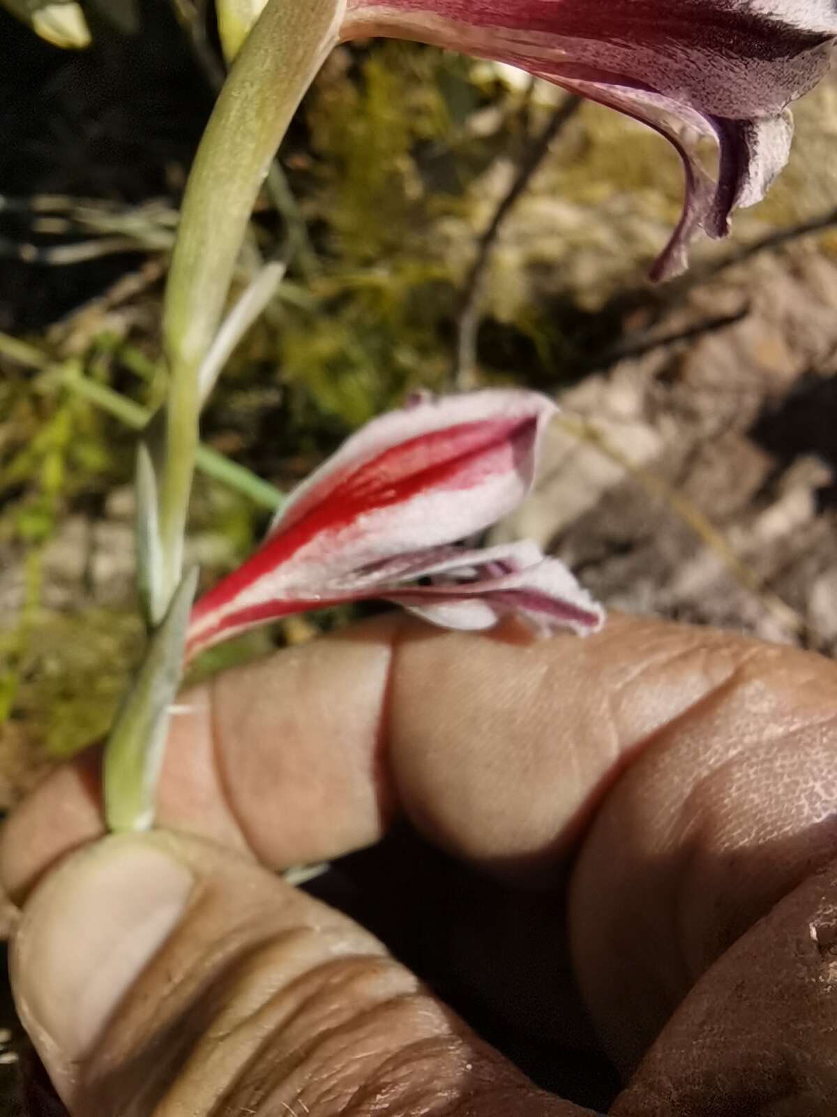 Image of Gladiolus guthriei F. Bolus