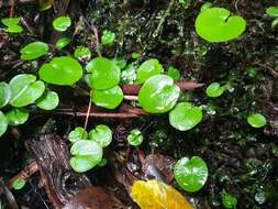 Image of Corybas papa Molloy & Irwin