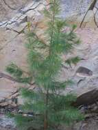 Image of Pinus leiophylla var. chihuahuana (Engelm.) Shaw