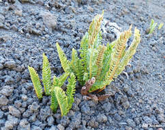 Image of Austroblechnum microphyllum (Goldm.) Gasper & V. A. O. Dittrich