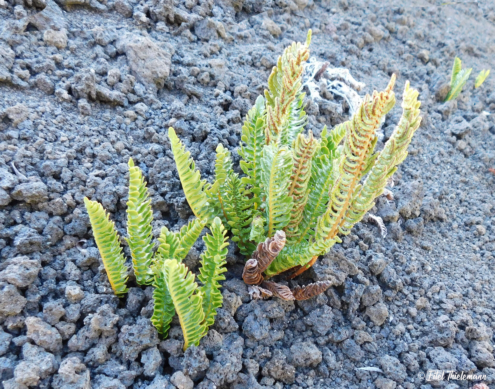 Image of Austroblechnum microphyllum (Goldm.) Gasper & V. A. O. Dittrich