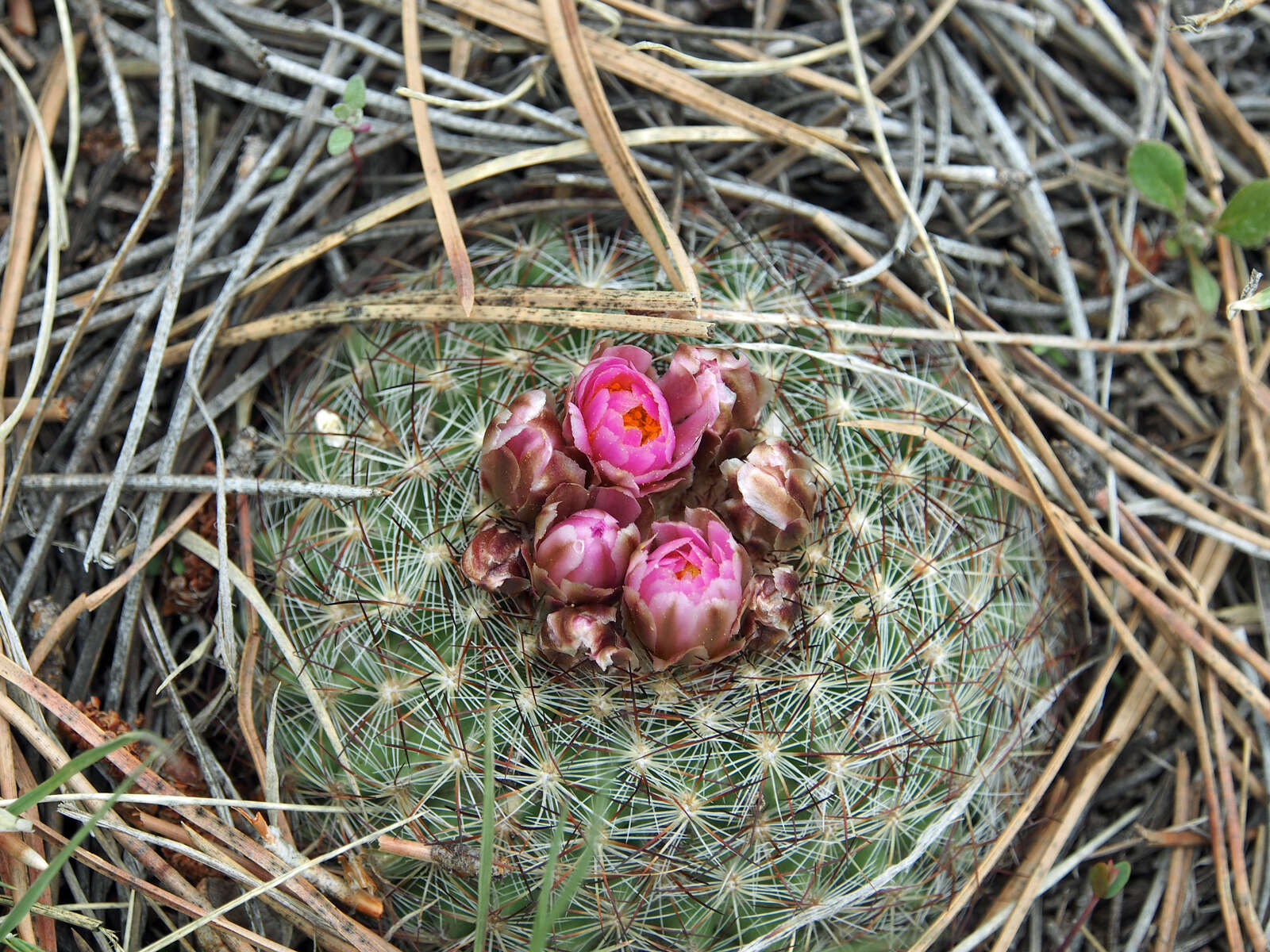 Image of mountain ball cactus