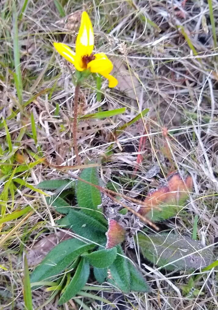 Sivun Helianthus heterophyllus Nutt. kuva