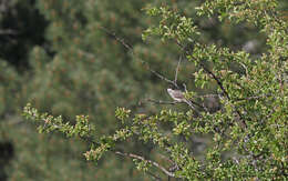 Image of Western Orphean Warbler