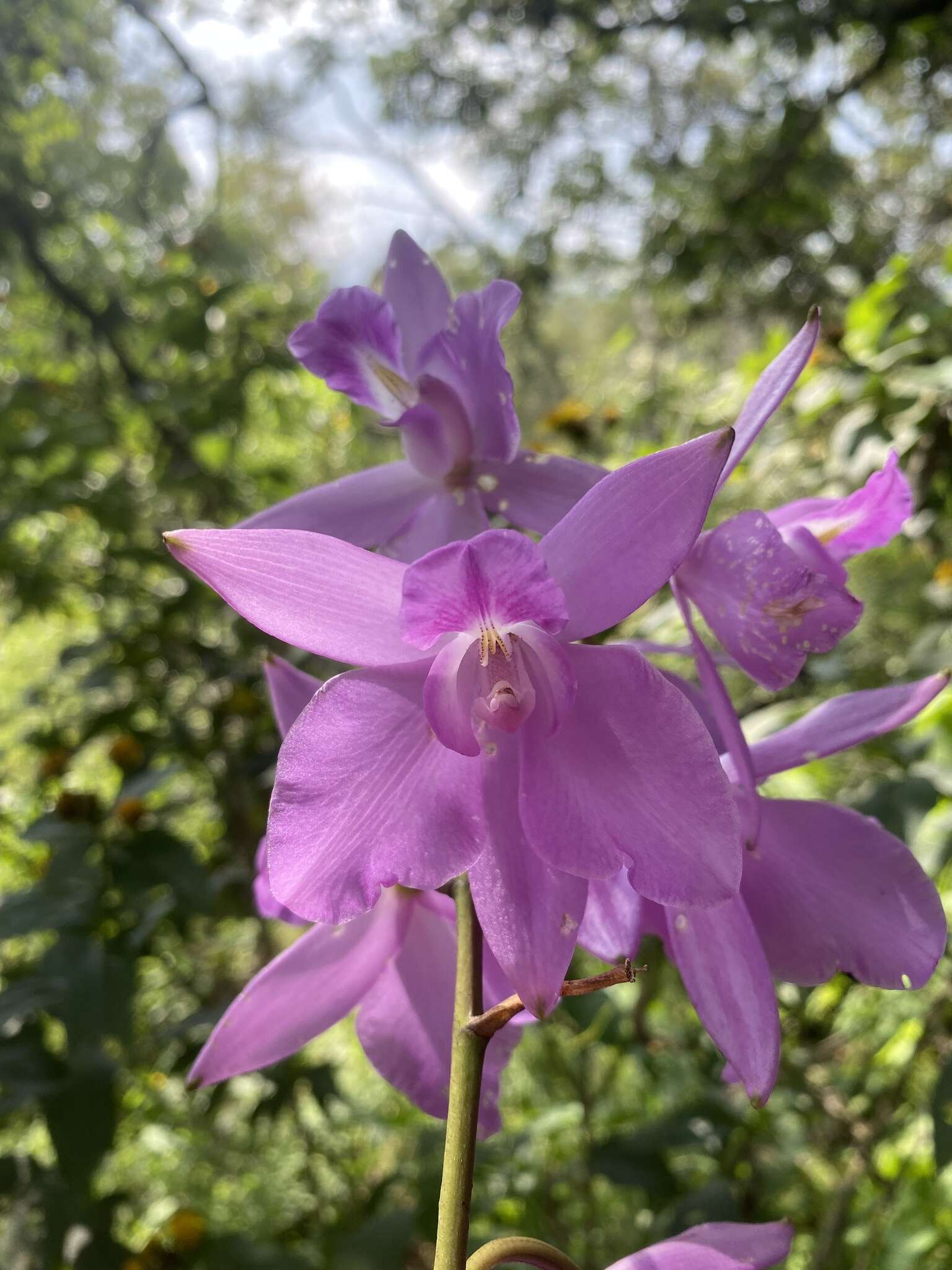 Image of Laelia eyermaniana Rchb. fil.