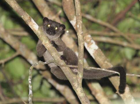 Image of small-toothed palm civet