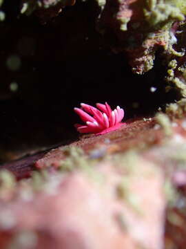 Image of Okenia hiroi (Baba 1938)