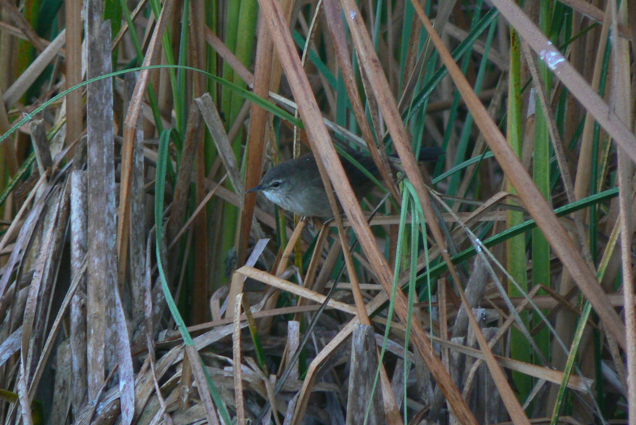 Image of African Bush-Warbler