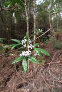 Image of Zieria arborescens subsp. arborescens