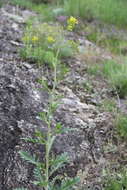 Image of Brassica elongata subsp. integrifolia (Boiss.) Breistr.