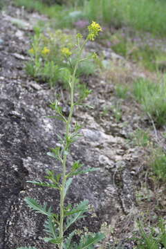 Imagem de Brassica elongata subsp. integrifolia (Boiss.) Breistr.