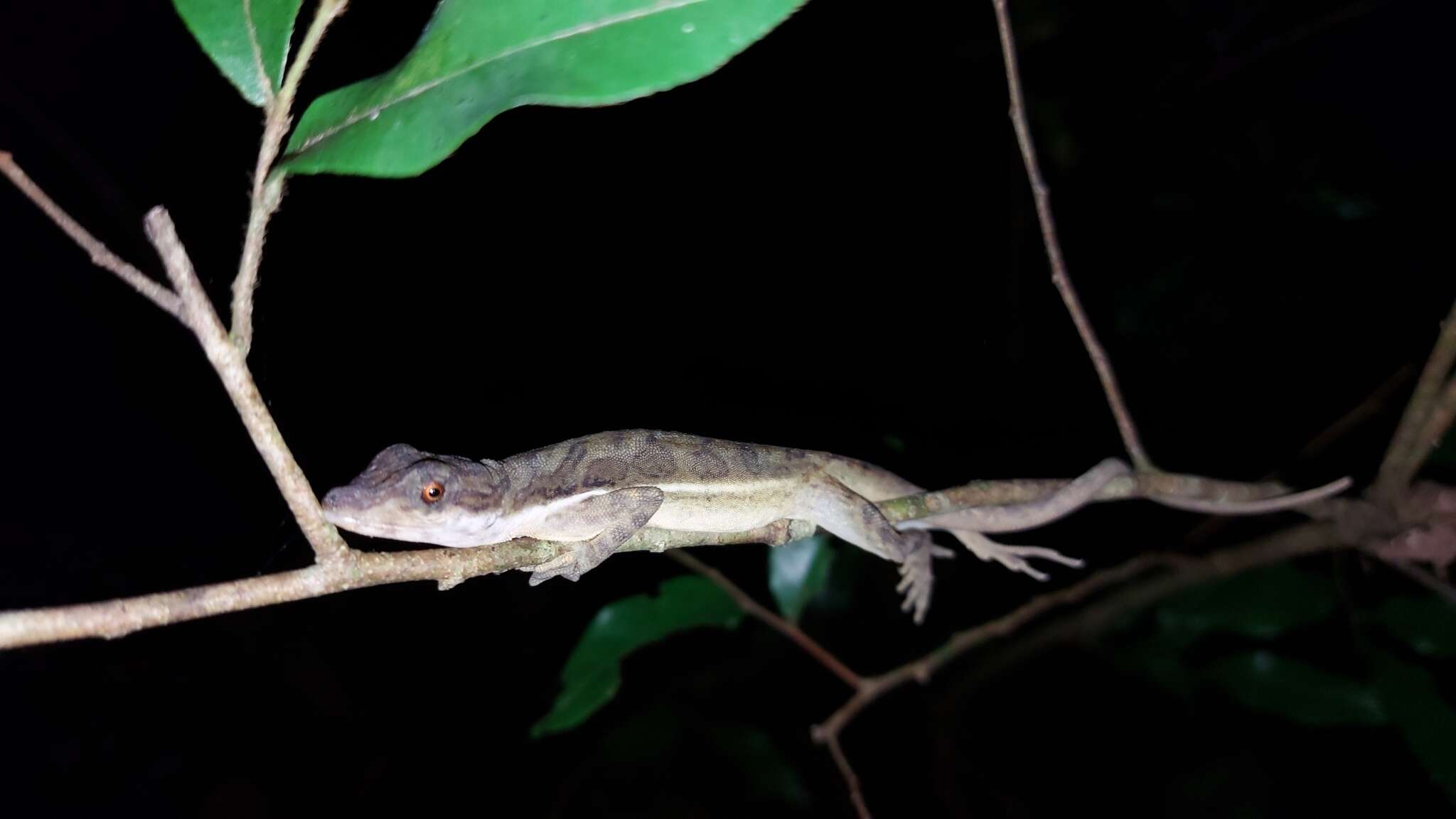 Plancia ëd Anolis oxylophus Cope 1875