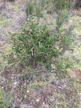 Image of Stanford's manzanita