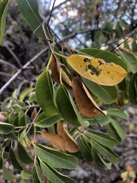 Image of Horn-pod tree