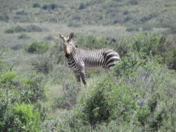 Image of Cape mountain zebra