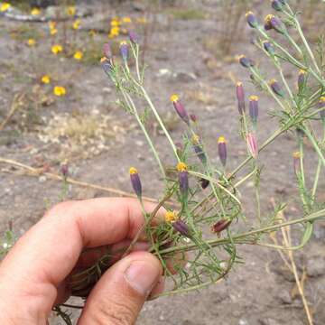 Imagem de Tagetes coronopifolia Willd.