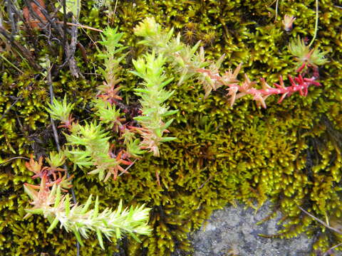 صورة Sedum stenopetalum Pursh