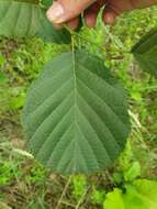 Imagem de Alnus glutinosa subsp. barbata (C. A. Mey.) Yalt.