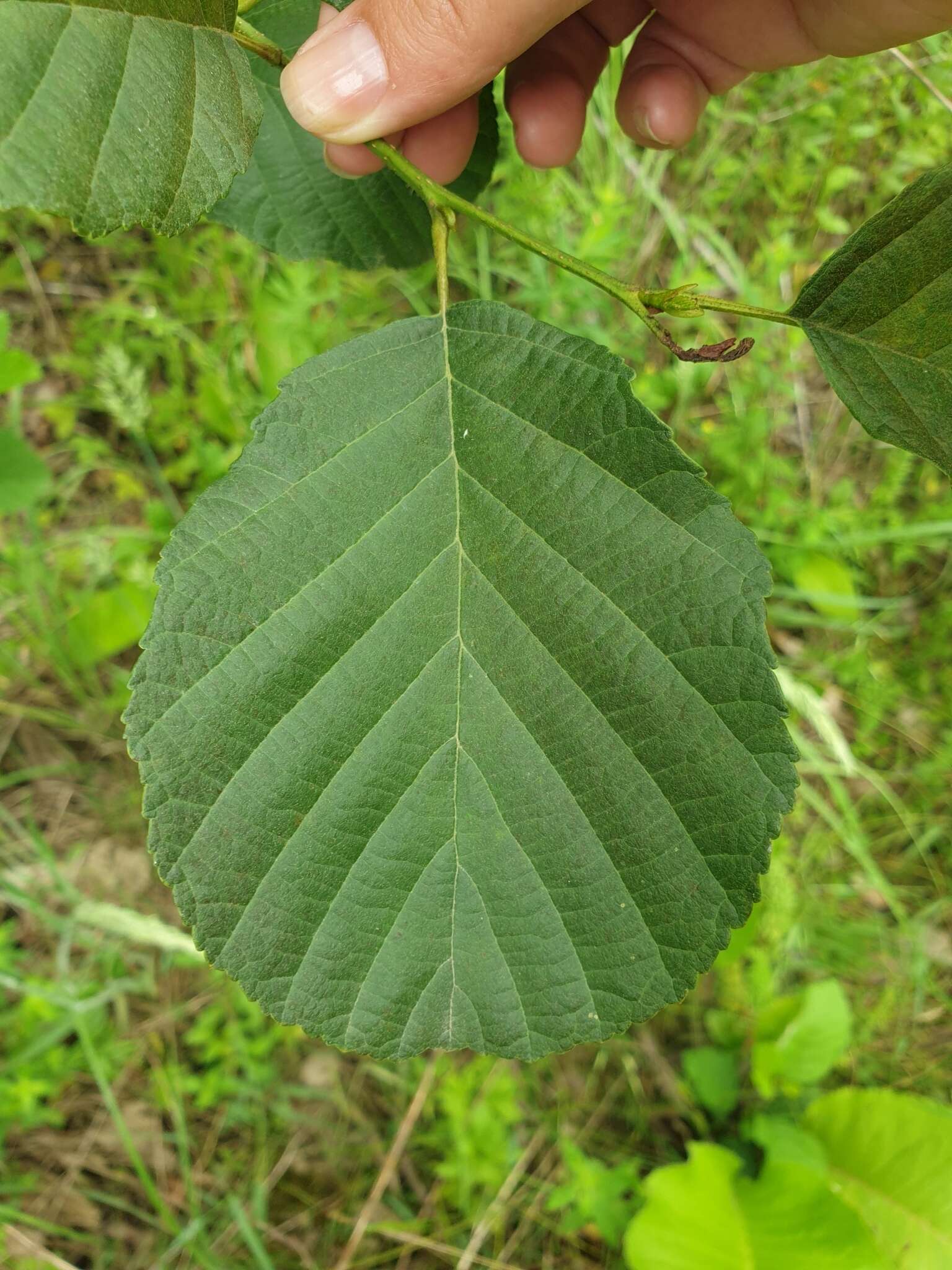 Imagem de Alnus glutinosa subsp. barbata (C. A. Mey.) Yalt.