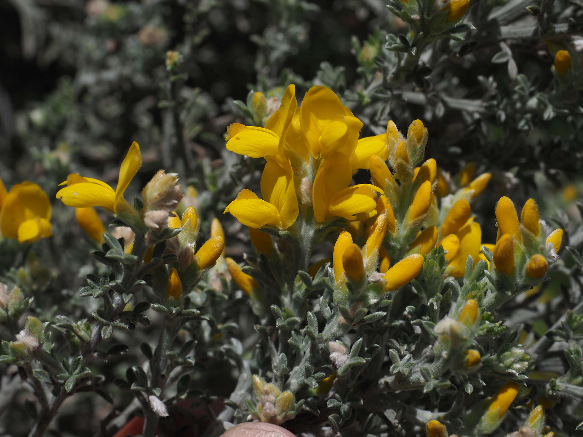 Image of Genista microphylla DC.