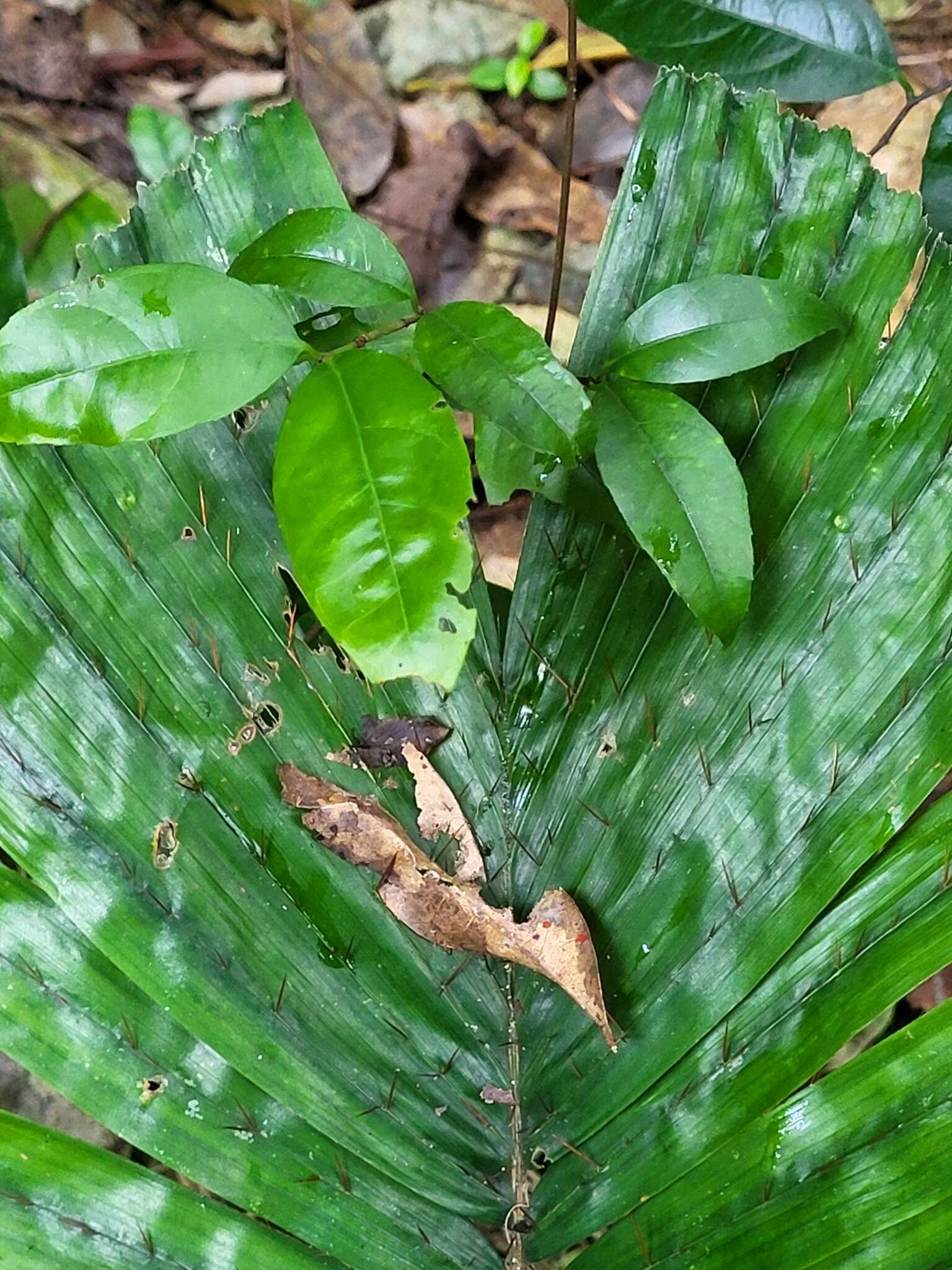 Sivun Aiphanes acanthophylla (Mart.) Burret kuva