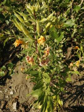 Imagem de Oenothera villosa Thunb.