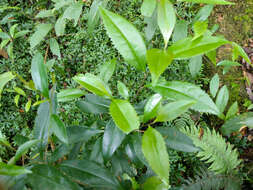 Imagem de Pyrenaria microcarpa (Dunn) H. Keng