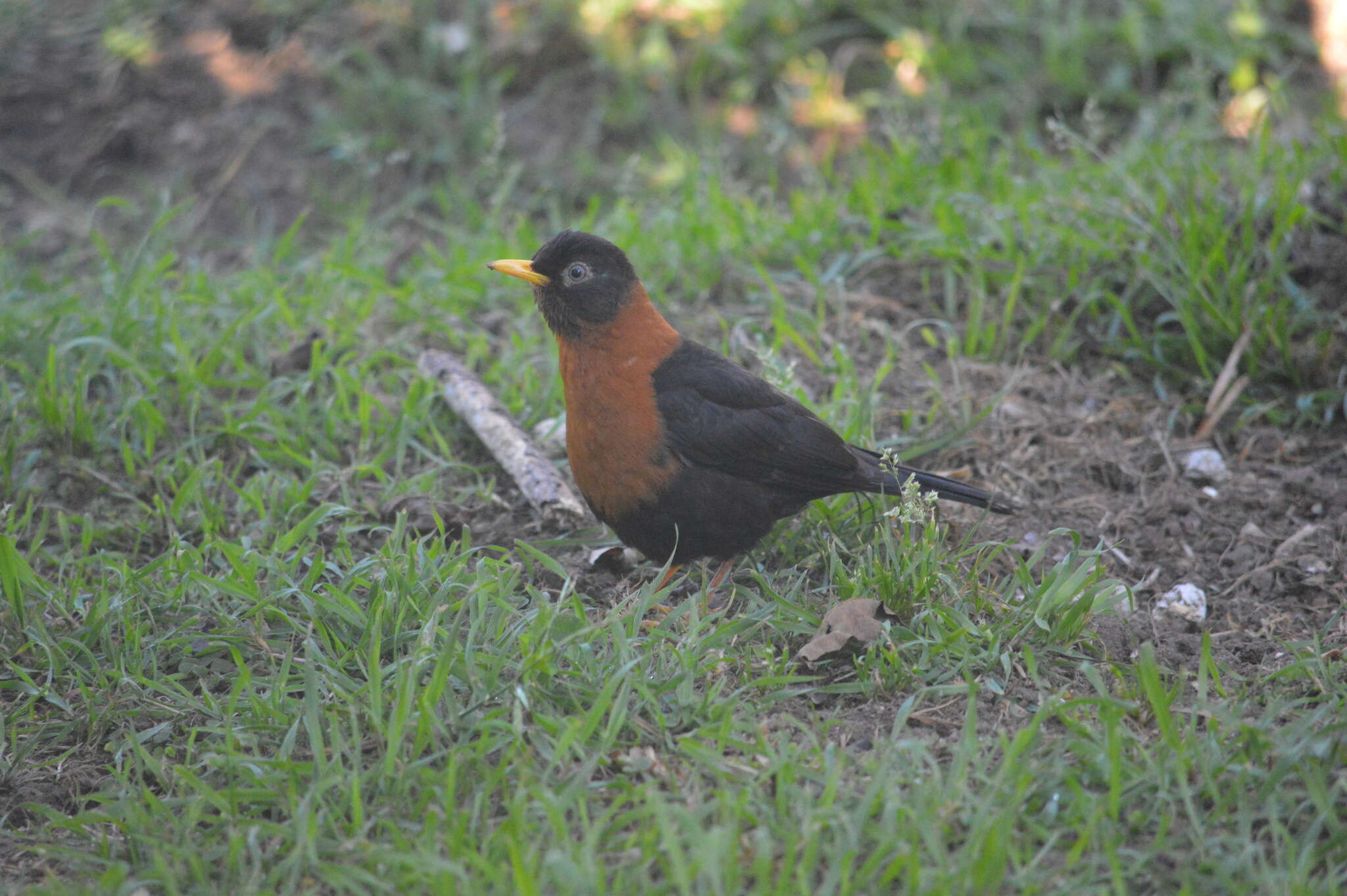 Image of Rufous-collared Robin