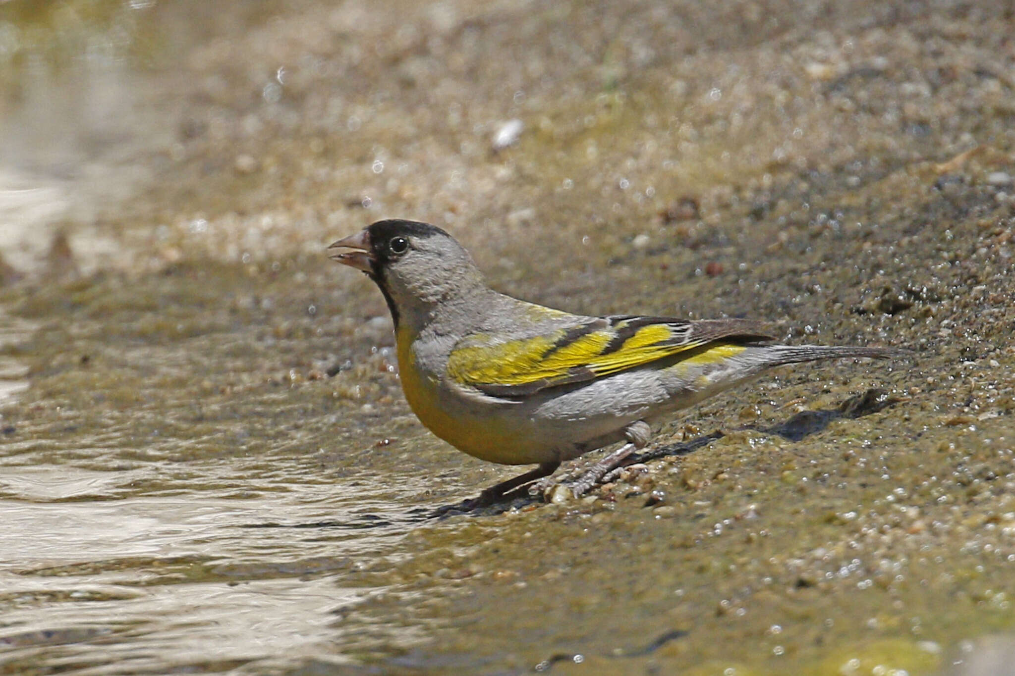 Image of Lawrence's Goldfinch