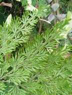 Image of medicinal spikemoss