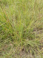 Image of cylinder jointtail grass