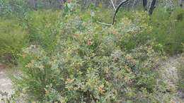 Image of Grevillea aquifolium Lindl.