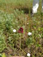 Image of Allium regelianum A. K. Becker