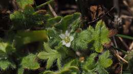 Imagem de Nemophila pedunculata Dougl. ex Benth.