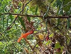 Image de Columnea rubricaulis Standl.