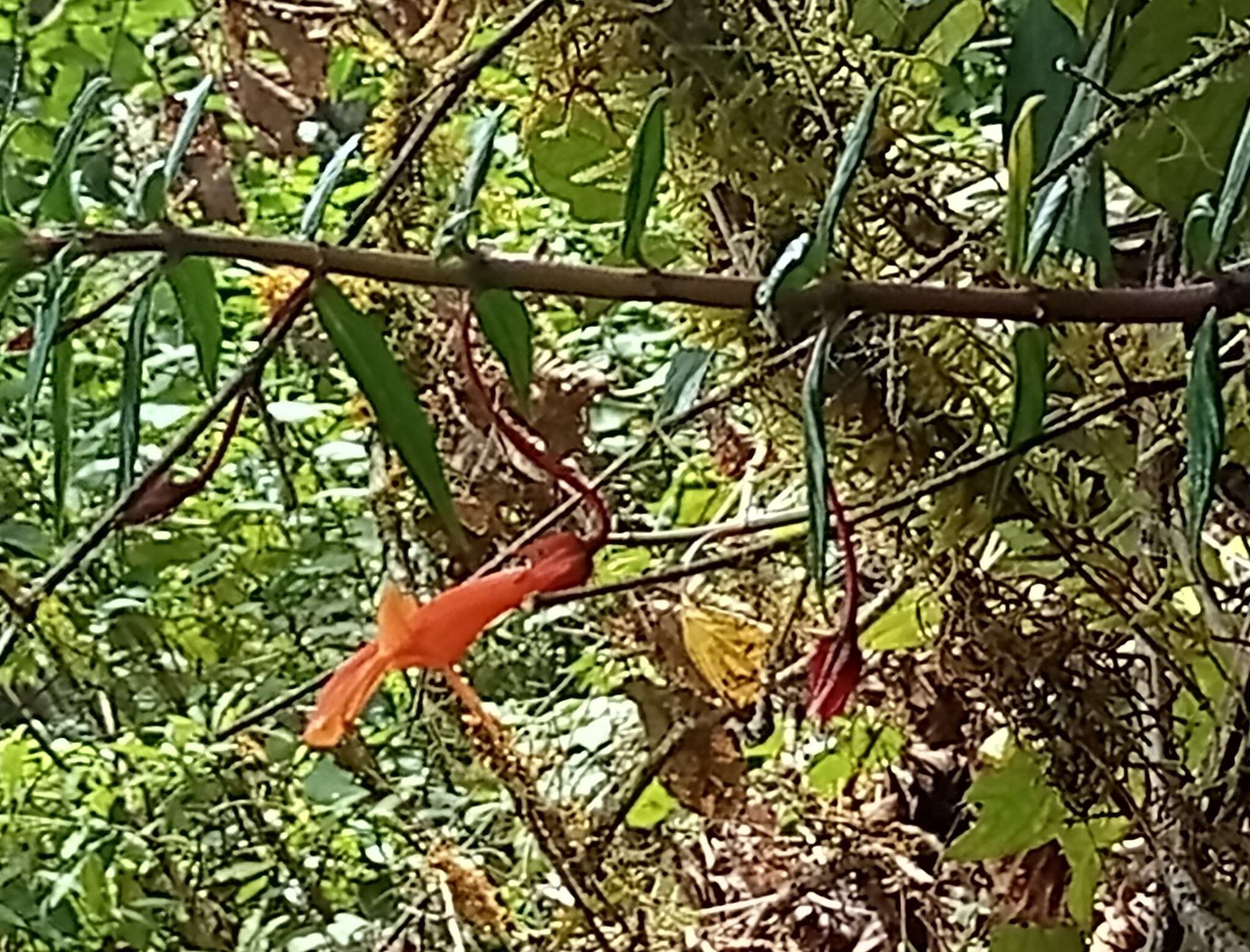 Image de Columnea rubricaulis Standl.