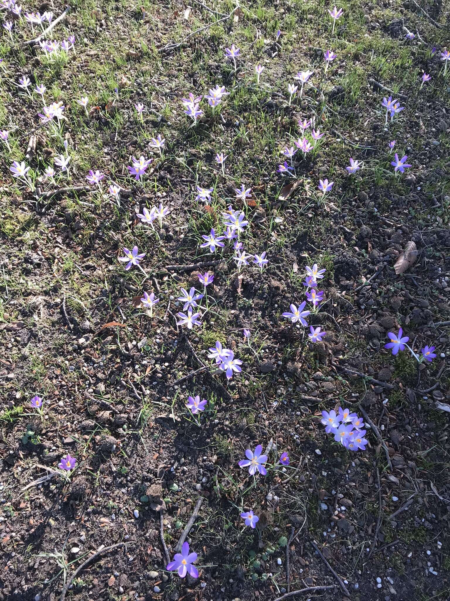 Image of Tomasini's crocus