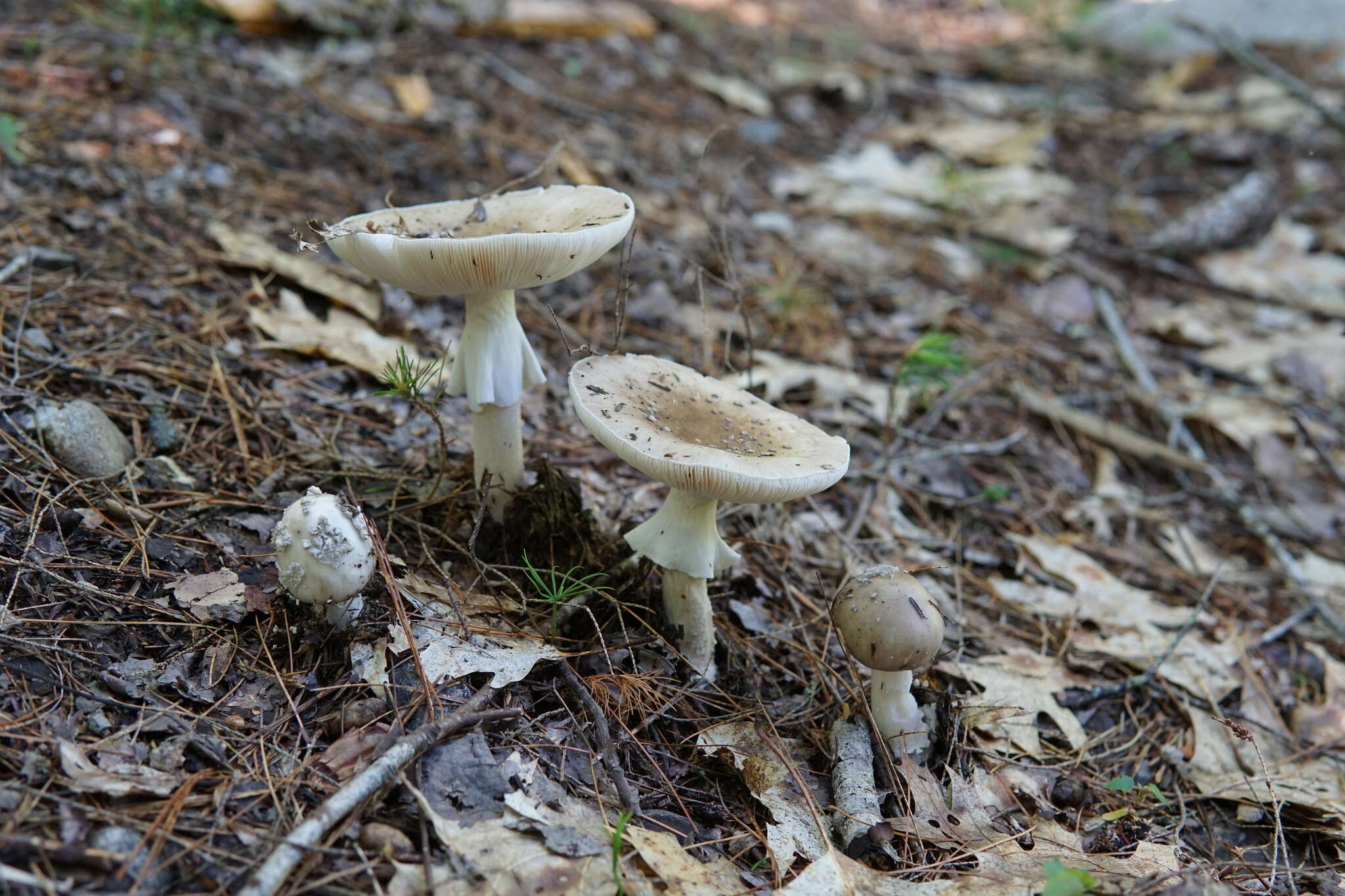 Image of Amanita submaculata Peck 1900