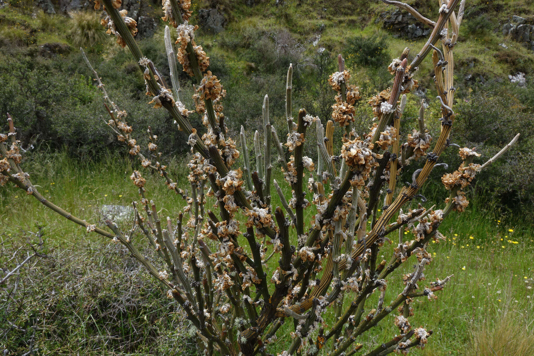 Sivun Carmichaelia crassicaulis subsp. crassicaulis kuva