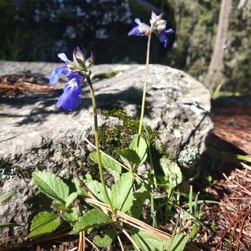 Image of Salvia prunelloides Kunth