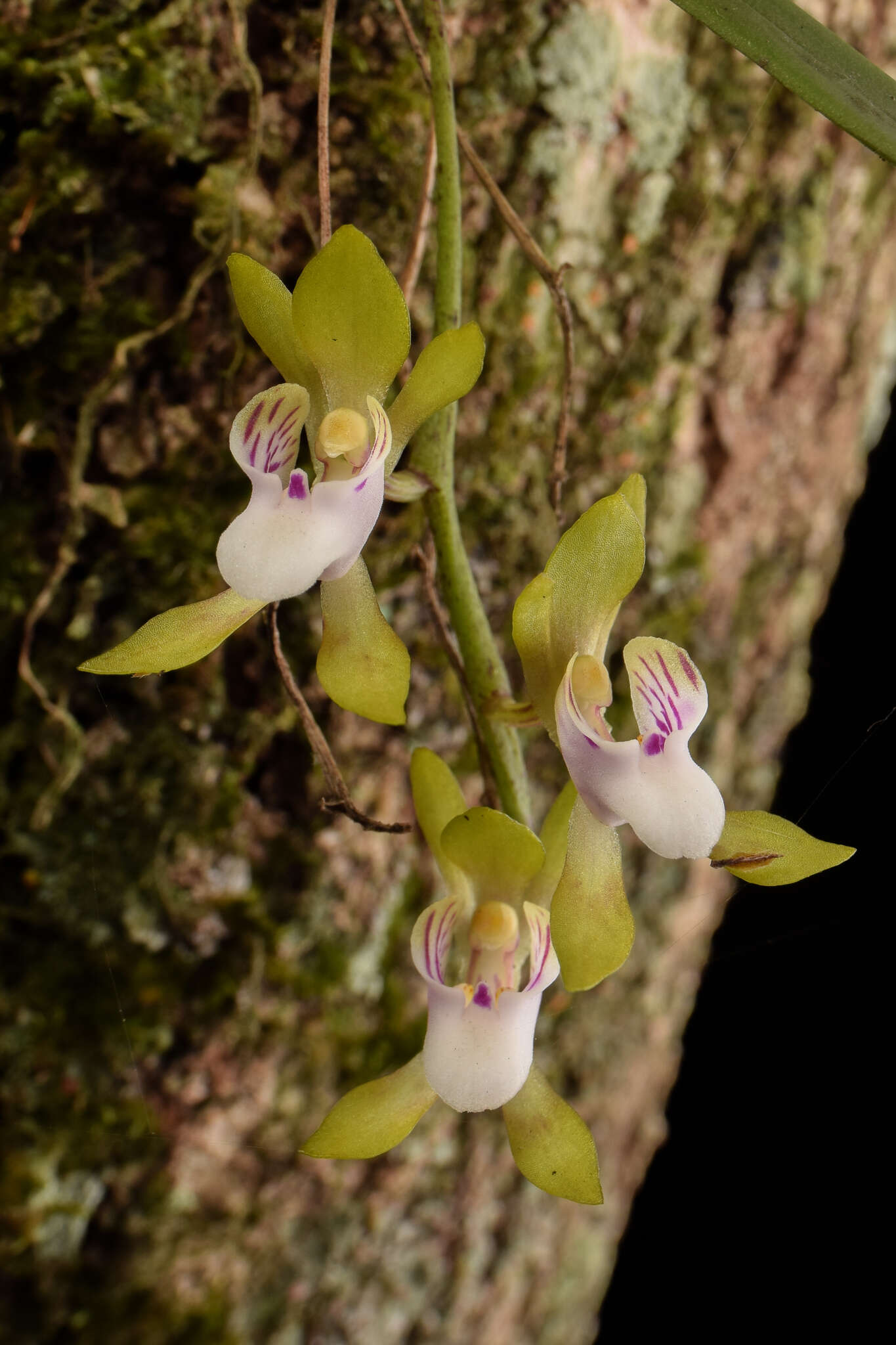 Image of Butterfly orchid