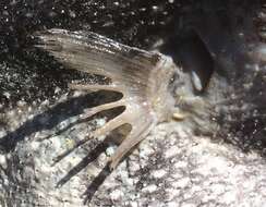 Image of Starry Toadfish