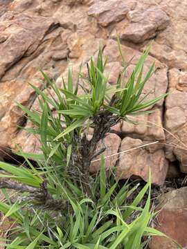 Image of Xerophyta pauciramosa (L. B. Sm. & Ayensu) Behnke